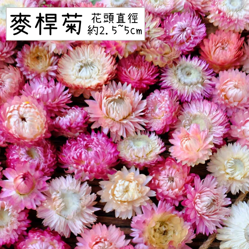 ❰粉色❱麥桿菊(5朵),數量請以選項為主