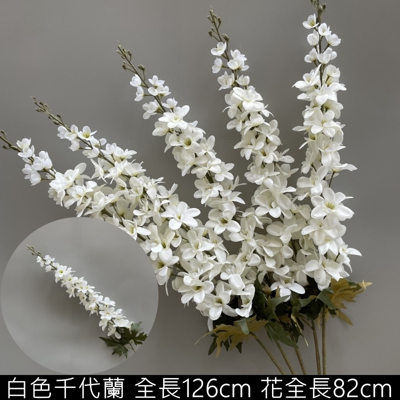 白色千代蘭
