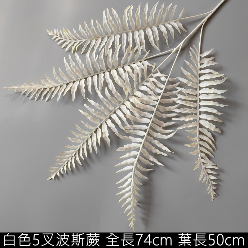 白色波斯蕨