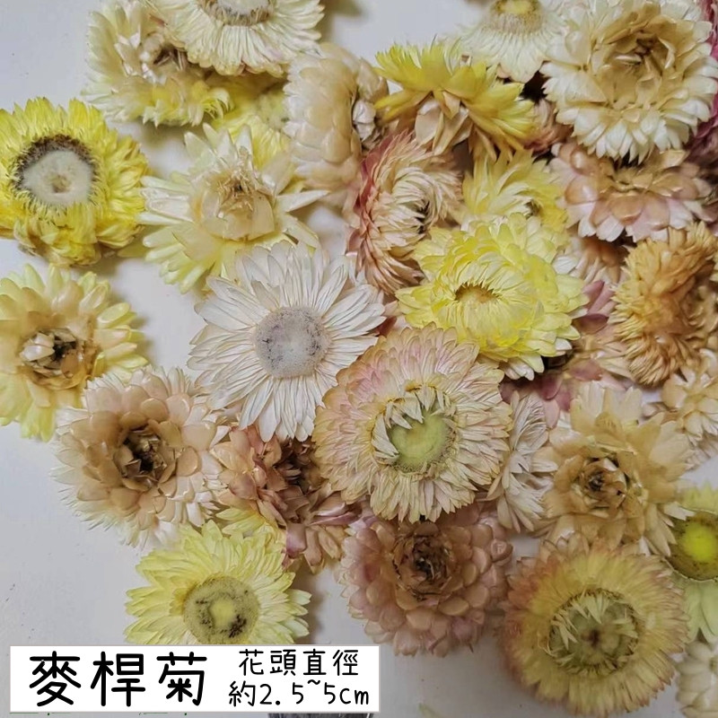 ❰白黃色❱麥桿菊(5朵),數量請以選項為主