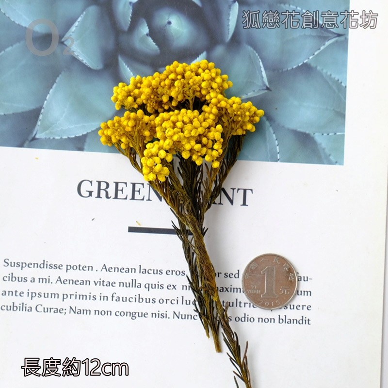 ❰黃色❱永生小米花(1份)