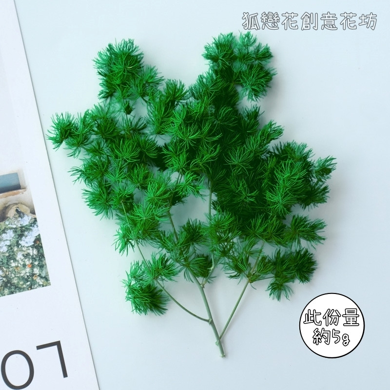 ❰深綠❱蓬萊松(5g)