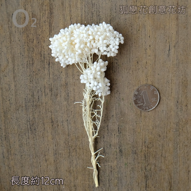 ❰純白❱永生小米花(1份)