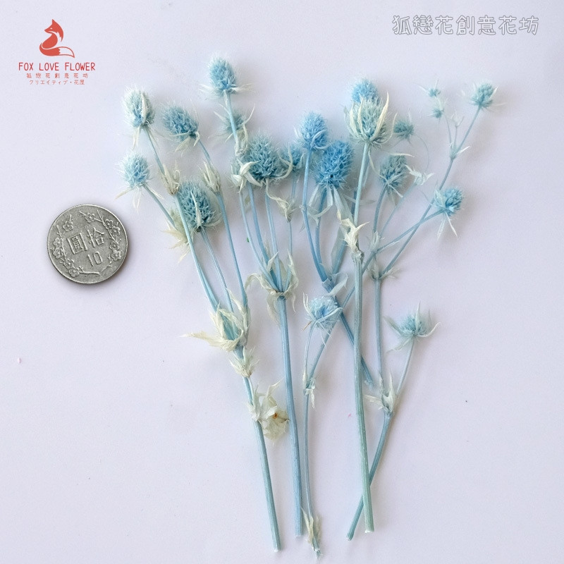 ❰天藍❱永生刺芹(1份)