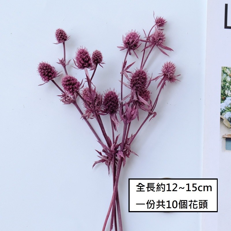 ❰酒紅❱永生刺芹(1份)