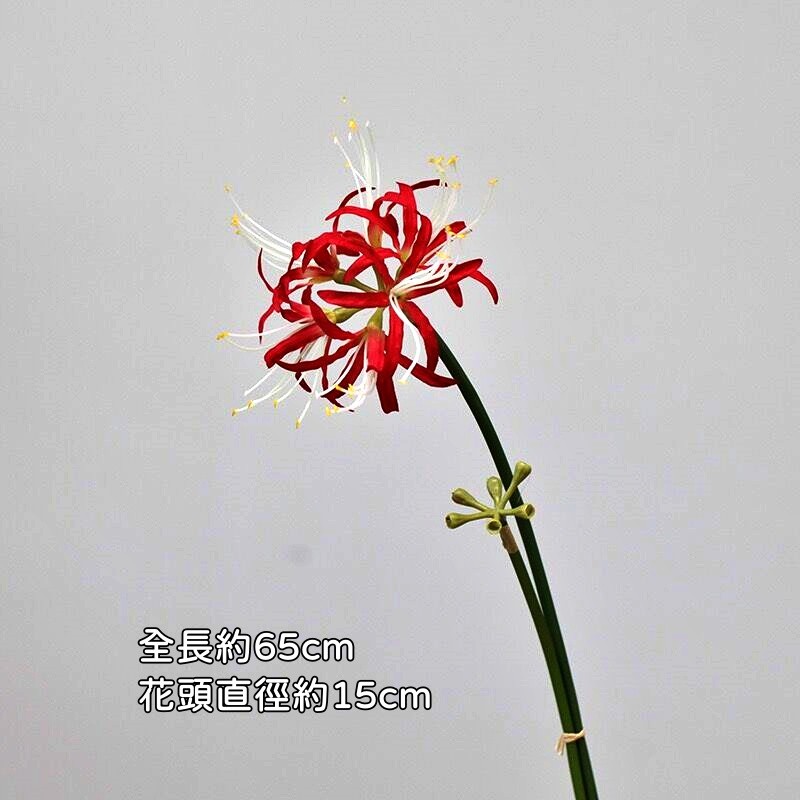 大彼岸花(紅花白心)1花1苞