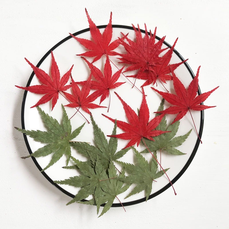 台灣現貨【乾燥葉材銀楓葉銀杏葉】紅黃酒紅綠色系 5片入 花圈藤圈卡片DIY 禮物包裝 聖誕佈置 花藝材料