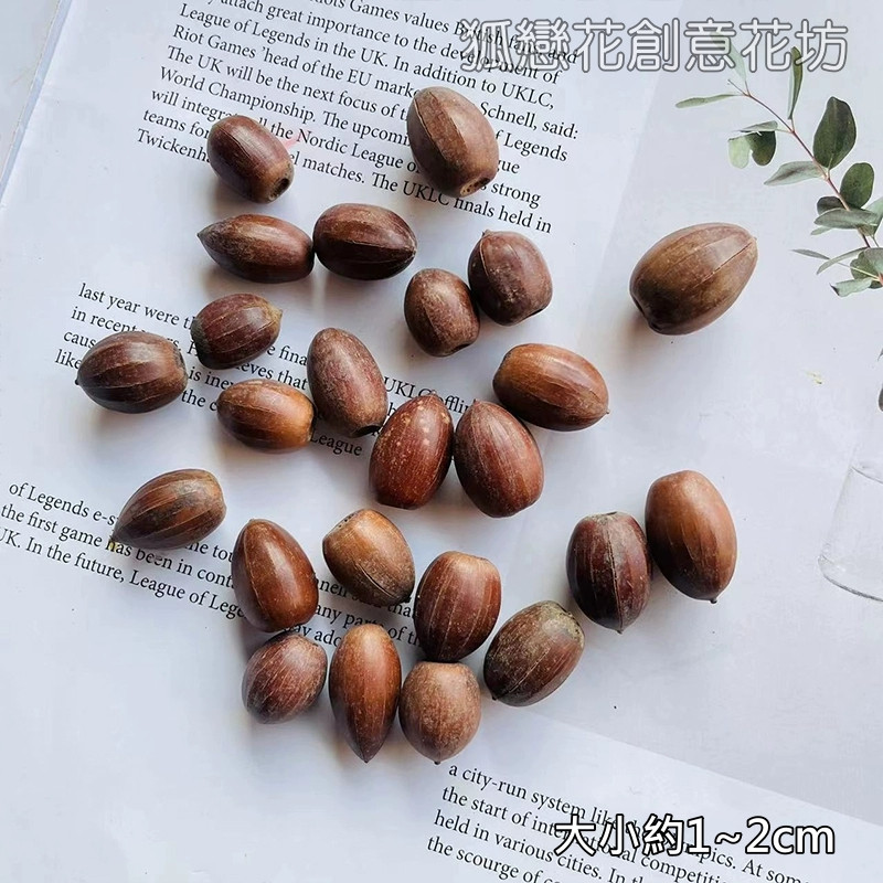 橡果(1個)無橡帽