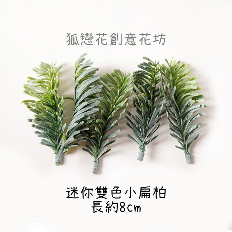 迷你雙色小扁柏(5枝)