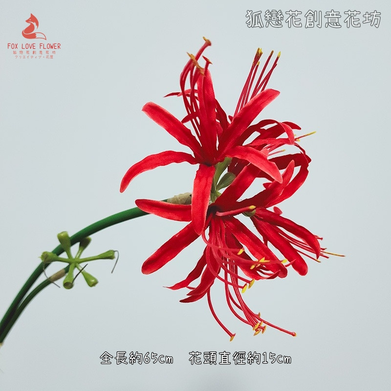 大彼岸花(純紅)1花1苞