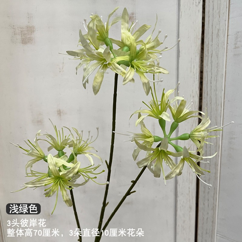 3頭彼岸花(淺綠)