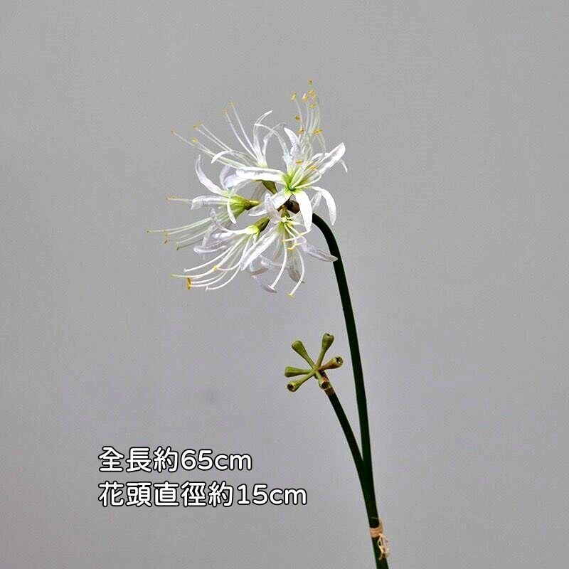 大彼岸花(白色)1花1苞