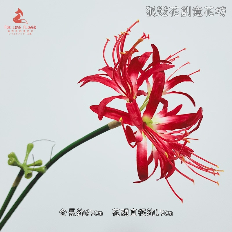 大彼岸花(紅花紅心)1花1苞