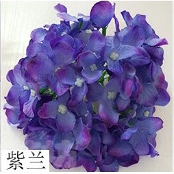 (54片)紫羅蘭