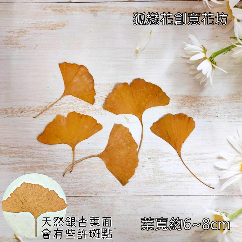 ❰黃色❱銀杏葉(5片),數量請以選項為主