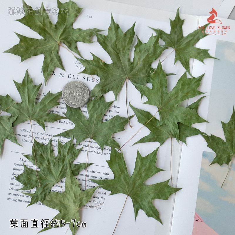 ❰綠色❱銀楓葉(5片),數量請以選項為主