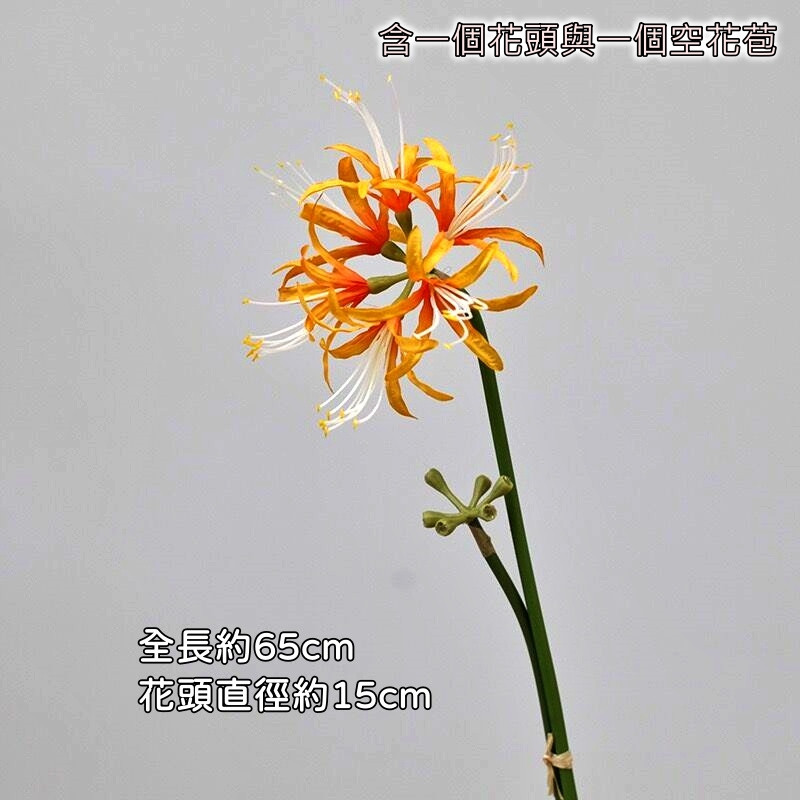彼岸花❰橘色❱