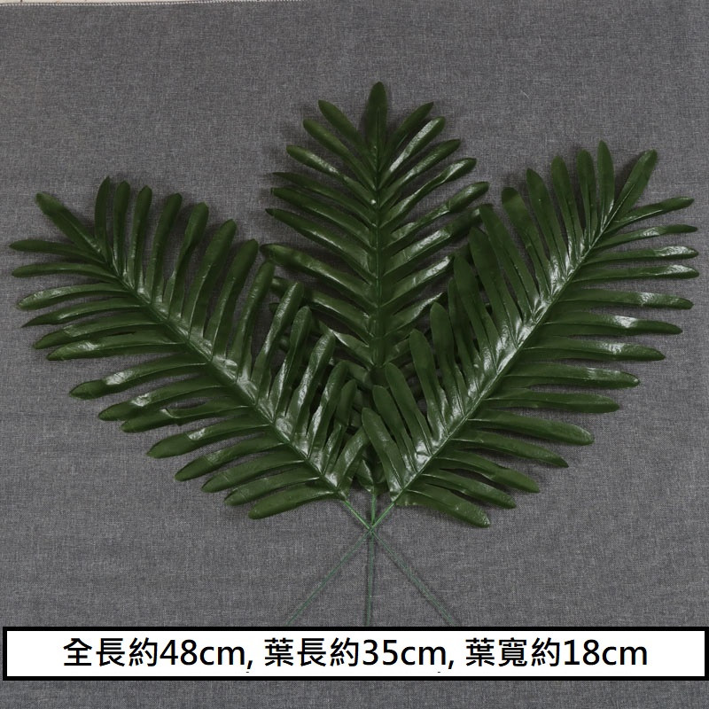 鐵樹葉(2枝)