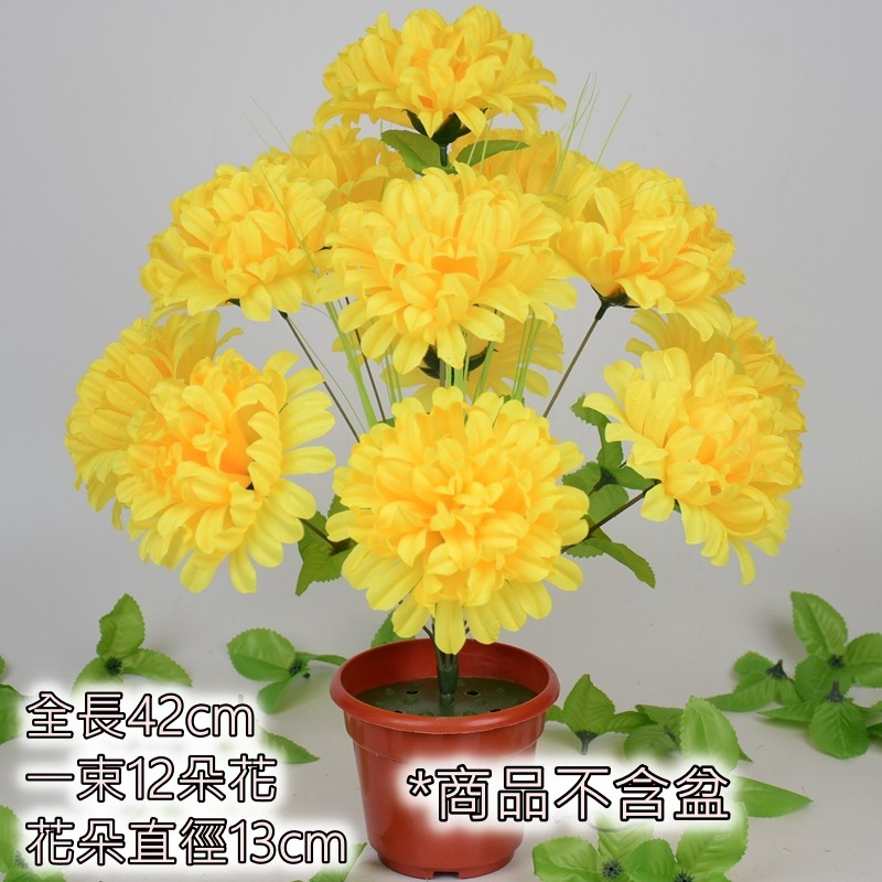 12頭國王菊❰黃❱