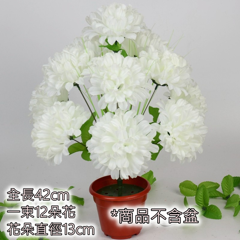 12頭國王菊❰白❱