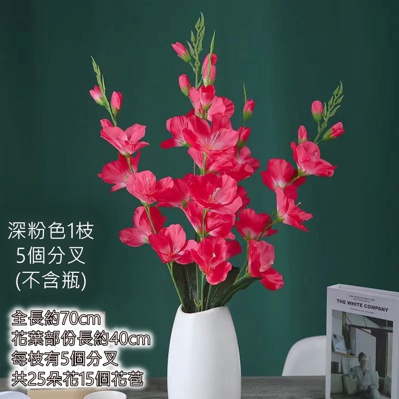 5叉劍蘭❰深粉❱