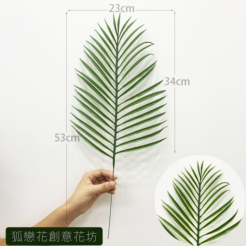 大鳳尾葉(2枝)