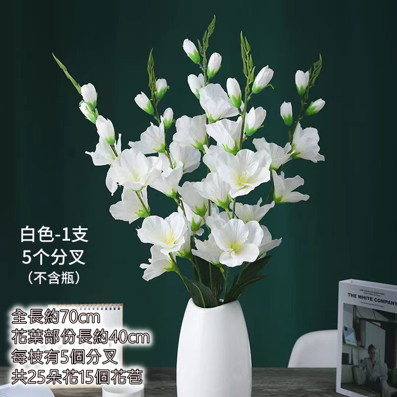 5叉劍蘭❰白❱