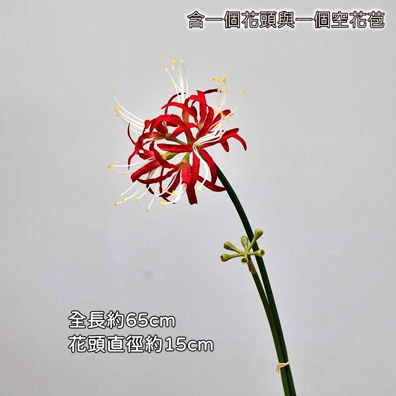 彼岸花❰紅花白心❱