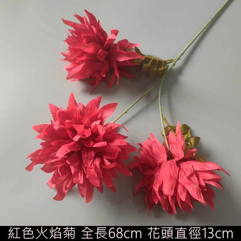 紅色 | 火焰菊