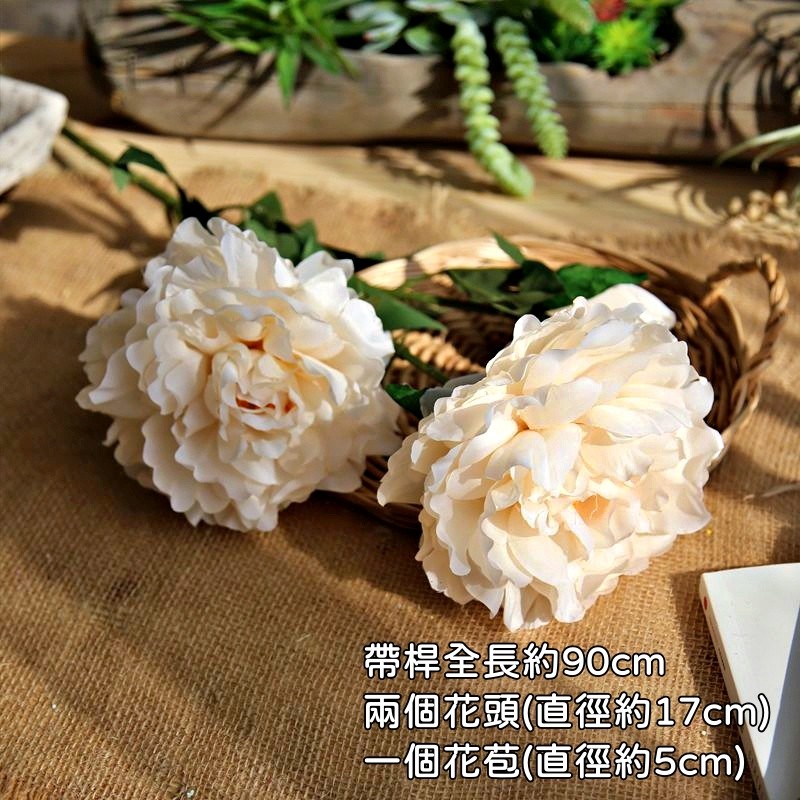 3頭若雲大牡丹❰香檳白❱