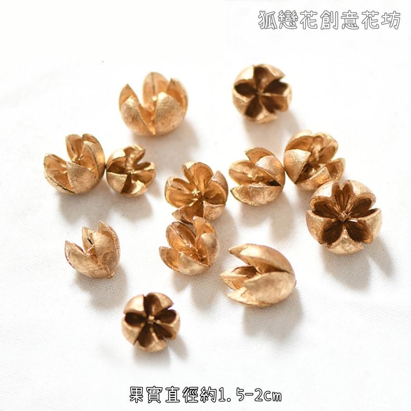 ❰金色❱十字果(10個)