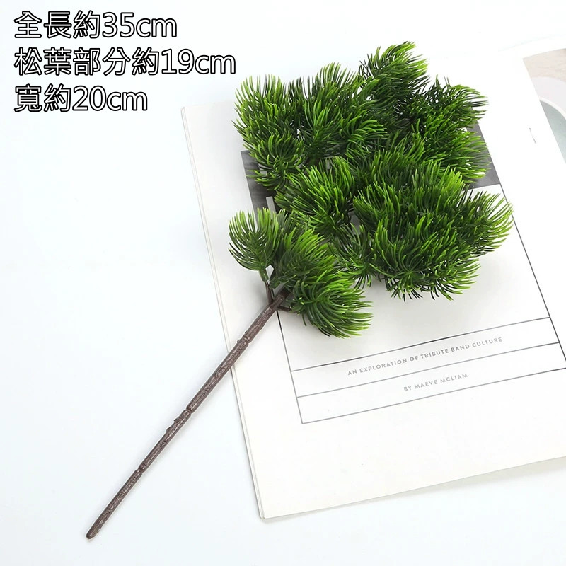 長白松/美人松葉