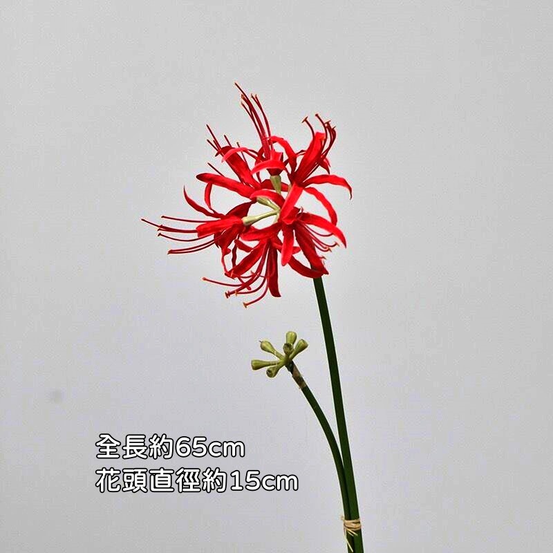 彼岸花❰紅花紅心❱