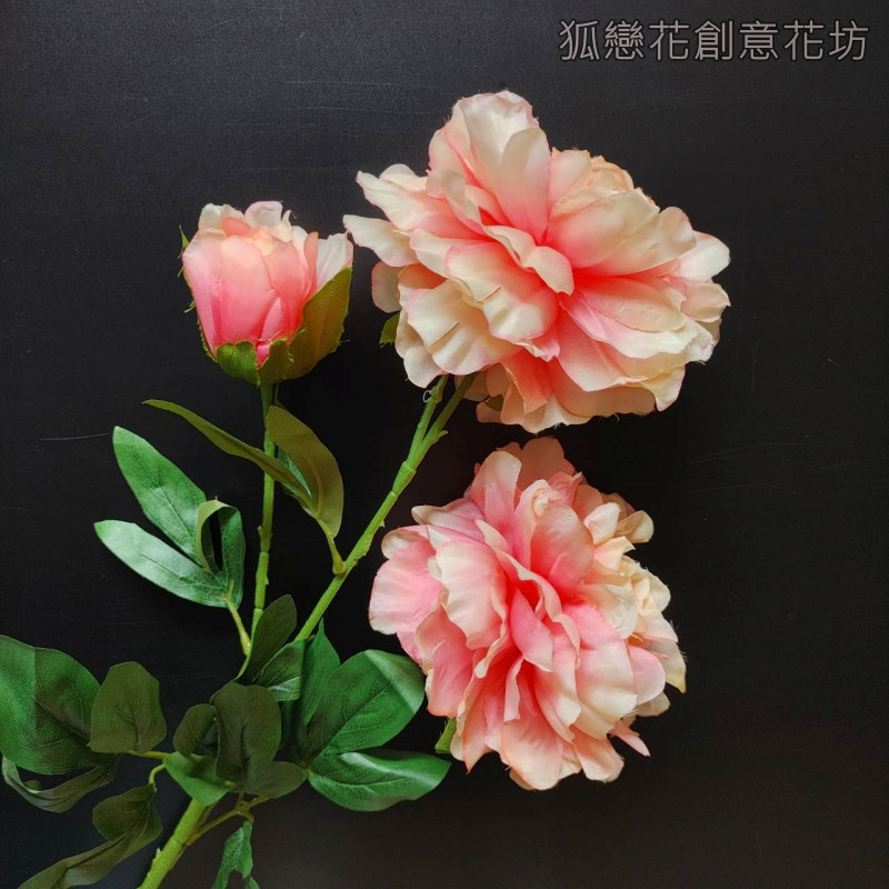 3頭若雲大牡丹❰香檳淺粉❱