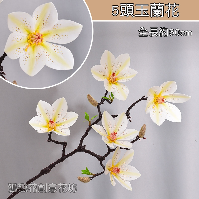 5頭玉蘭花❰白❱