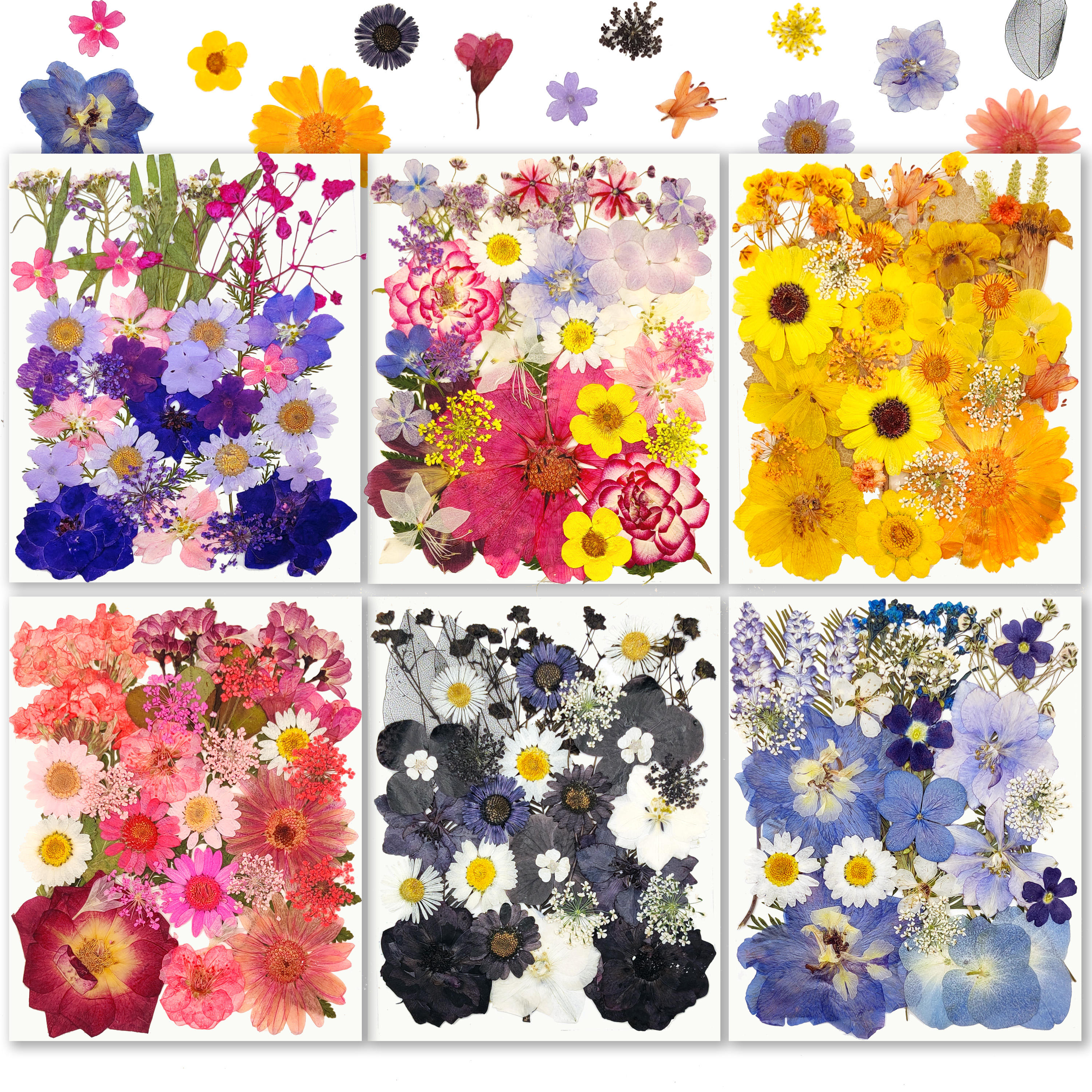 31/34pcs Dired pressed flowers Set of decorative accessories jewelry set of resin Natural dry flower scrapbook samples embossing, for DIY crafts 