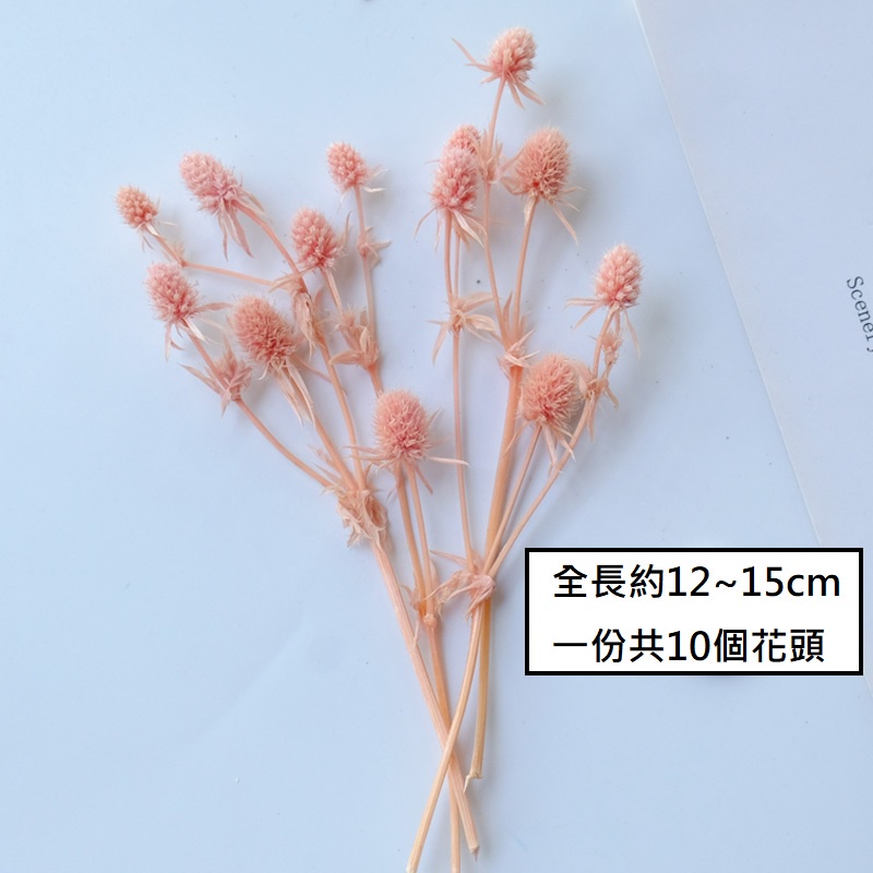 ❰藕色❱永生刺芹(10個花頭),本頁面僅花頭不帶桿