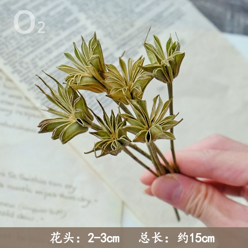 ❰原色❱八角花(8枝)