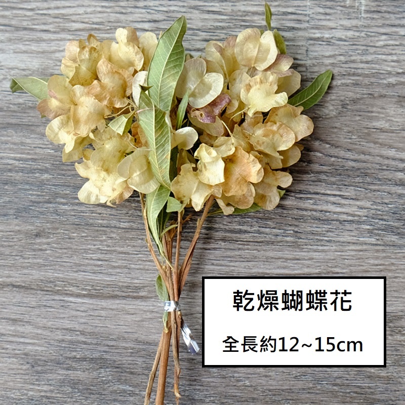 ❰原色❱蝴蝶花(1份),🦊~賣場商品眾多，歡迎參觀選購~🦊