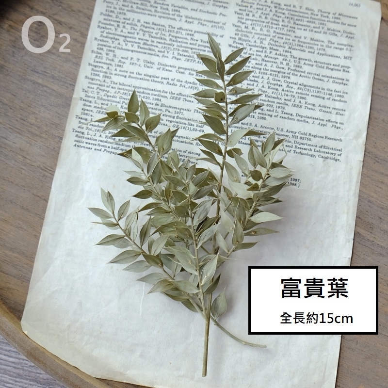 ❰原色❱富貴葉/樺木葉(1份),🦊~賣場商品眾多，歡迎參觀選購~🦊