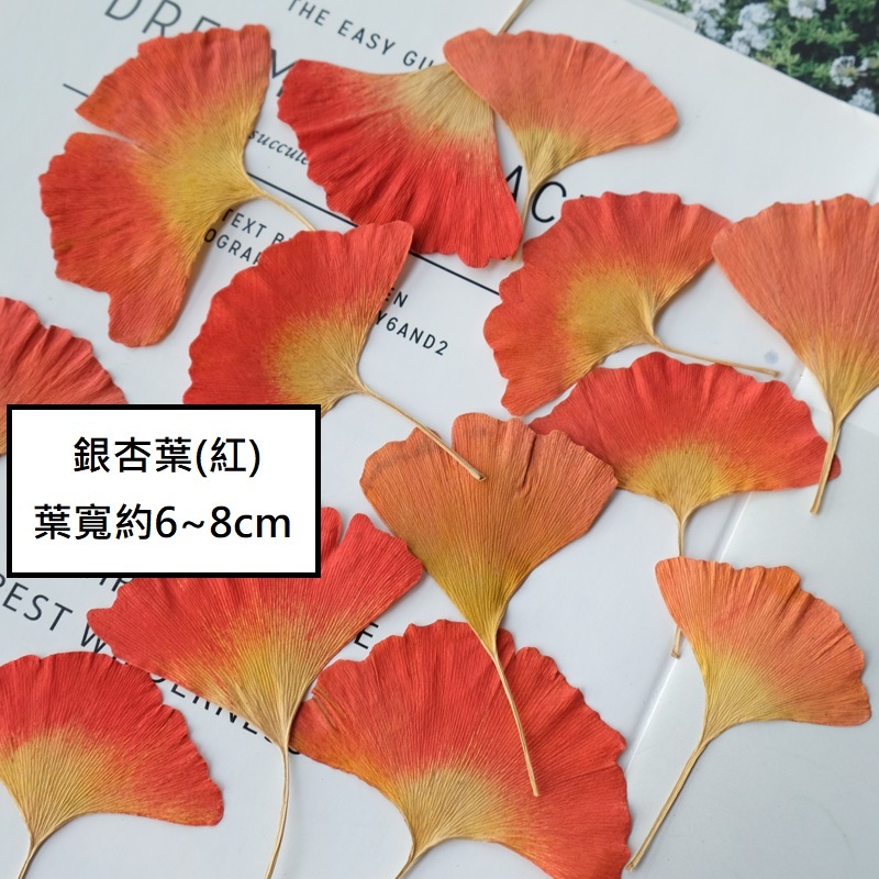 ❰紅❱銀杏葉(5片).些許黑點為正常現象,🦊~賣場商品眾多，歡迎參觀選購~🦊