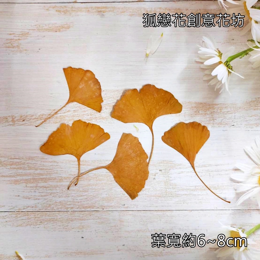 ❰黃❱銀杏葉(5片).些許黑點為正常現象,🦊~賣場商品眾多，歡迎參觀選購~🦊