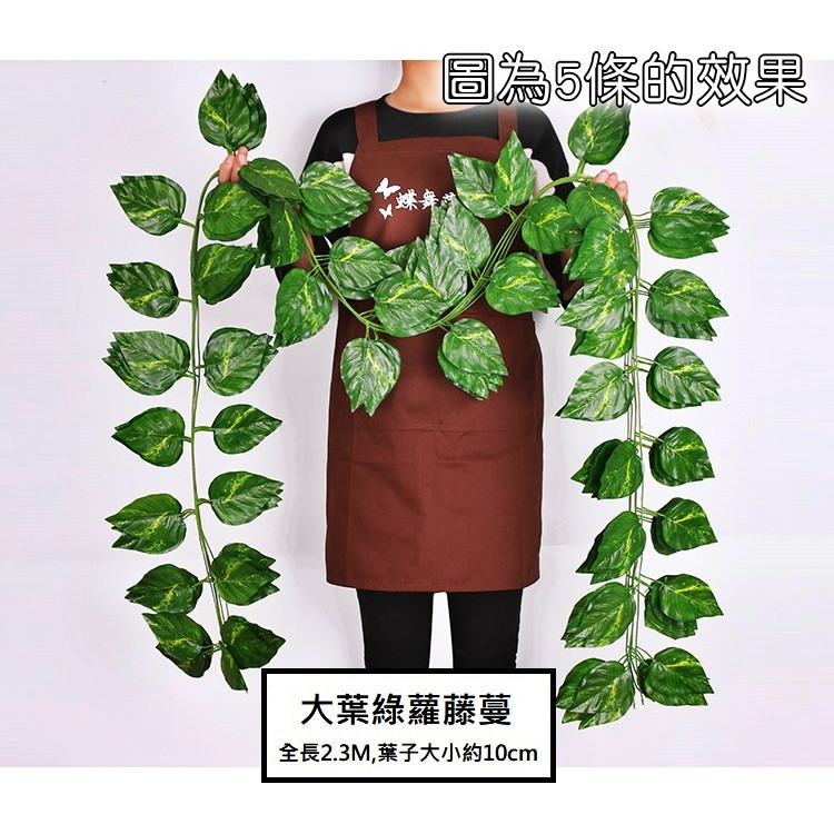 <大葉綠蘿>1包(有5條),🦊~賣場商品眾多，歡迎參觀選購~🦊