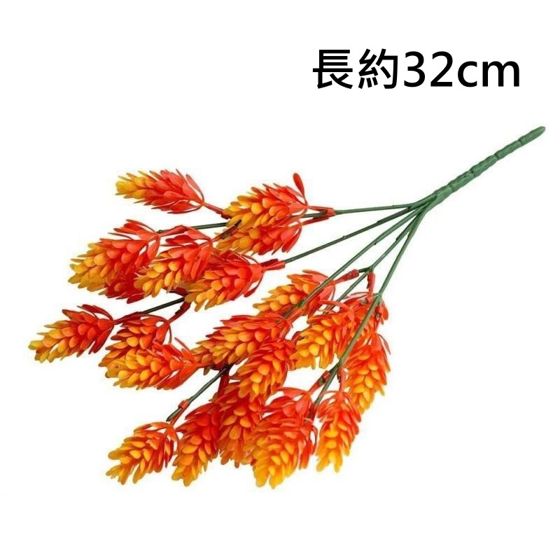 5叉羅漢草(橘),🦊~賣場商品眾多，歡迎參觀選購~🦊