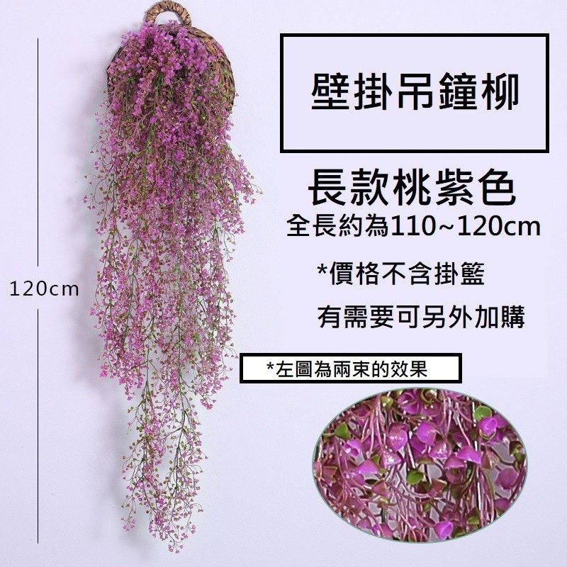長款壁掛吊鐘柳(金鐘柳)桃紫色,價錢為1束的價格