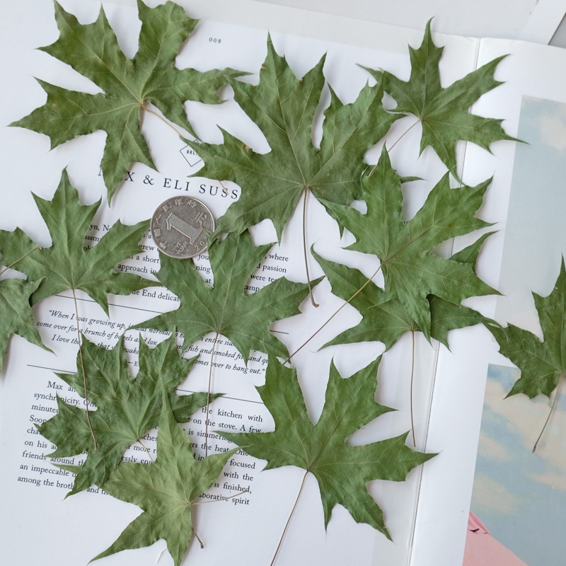 ❰綠❱楓葉(5片),🦊~賣場商品眾多，歡迎參觀選購~🦊