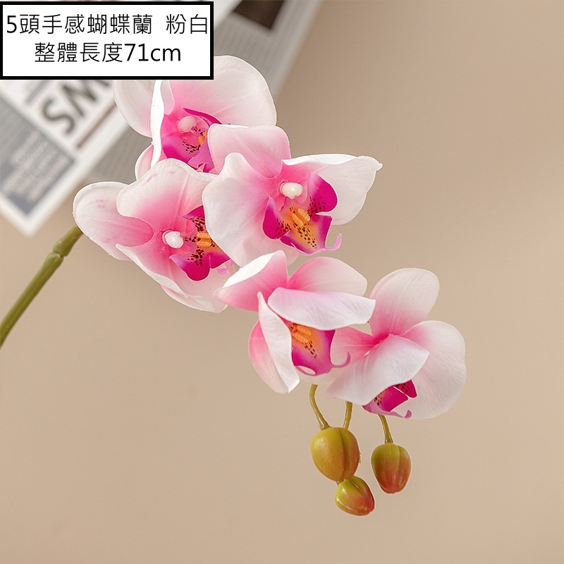 5頭手感蝴蝶蘭❰粉❱,🦊~賣場商品眾多，歡迎參觀選購~🦊