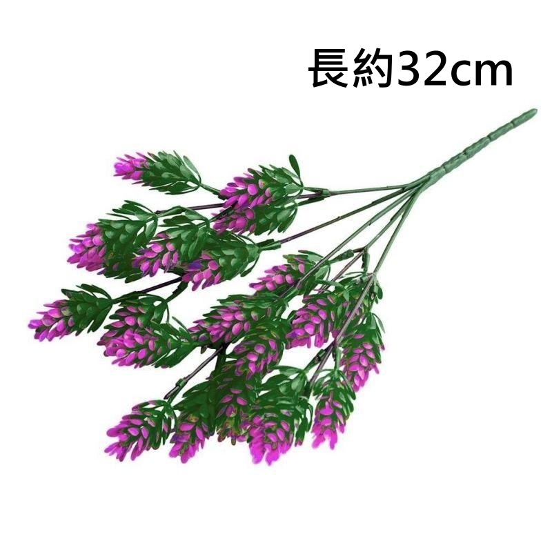 5叉羅漢草(紫紅),🦊~賣場商品眾多，歡迎參觀選購~🦊