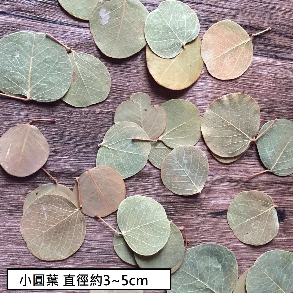 小圓葉(5片),🦊~賣場商品眾多，歡迎參觀選購~🦊