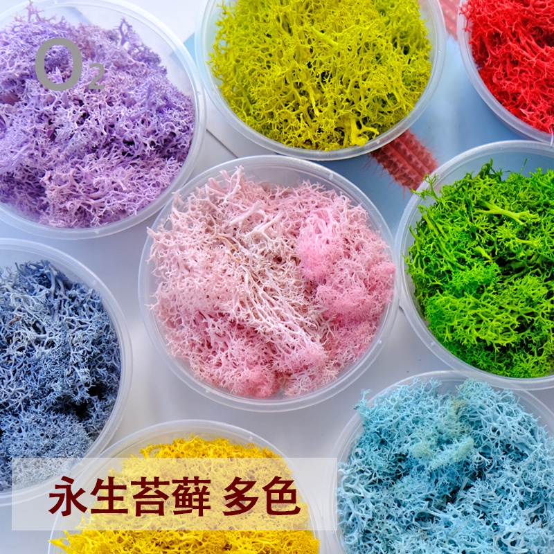 台灣現貨【永生苔蘚】永生苔癬蓬萊松多色可選 森系微景觀花環材料